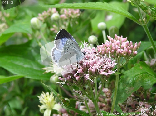 Image of Holly Blue