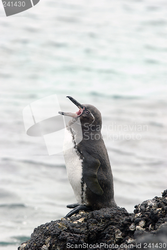 Image of Galapagos Penguin