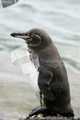 Image of Galapagos Penguin