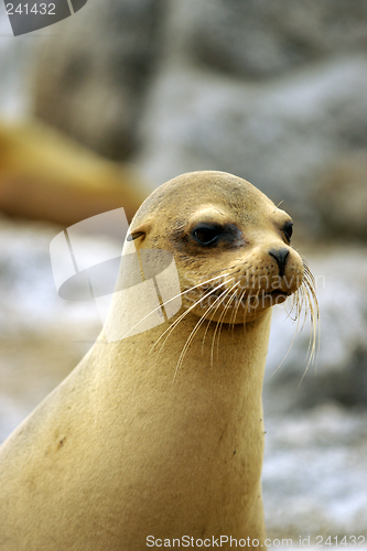 Image of Galapagos Seal