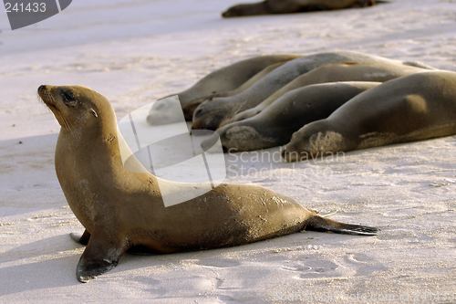 Image of Seals in Formation