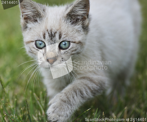 Image of Young Cat Walking On Grass