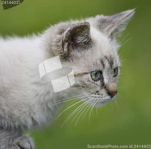 Image of Young Cat Portrait