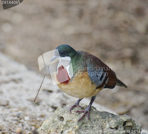 Image of Mindanao Bleeding-Heart Dove