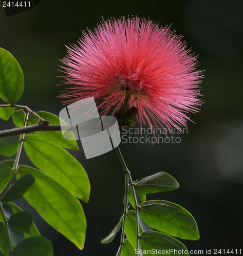 Image of Silk Tree Flower 