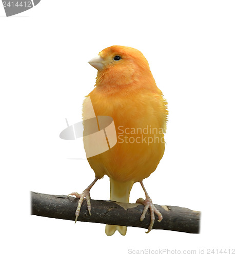 Image of Wild Canary