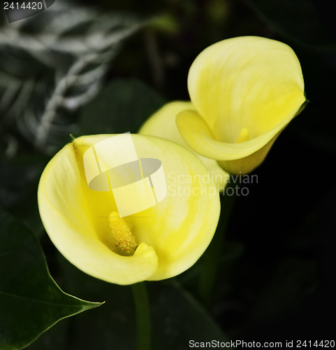 Image of Calla Flowers 