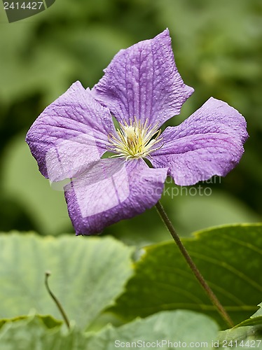 Image of Clematis flower close up