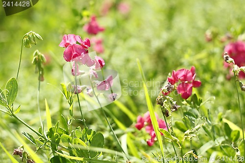 Image of Red flowers of leguminous plant