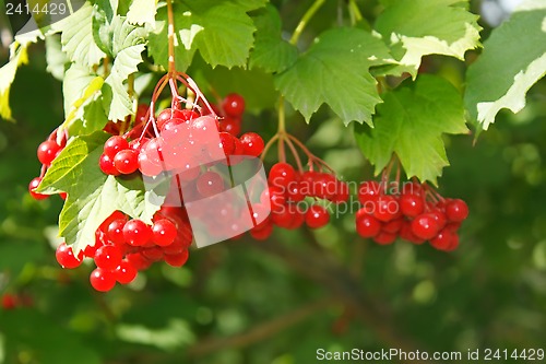 Image of Viburnum berries on the bush