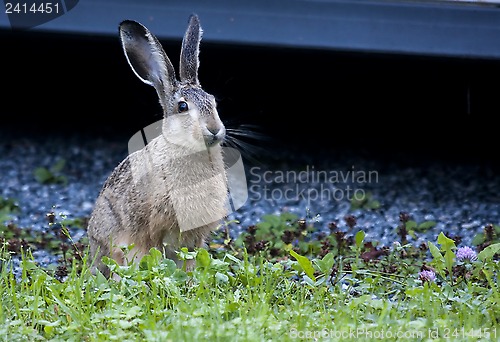 Image of hare