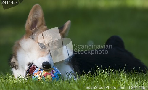 Image of puppy with ball