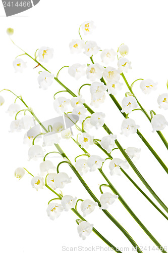 Image of Lily-of-the-valley flowers on white