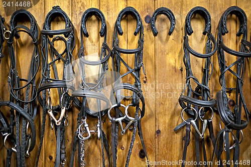 Image of Horse bridles hanging in stable