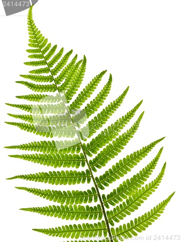 Image of Fern leaf