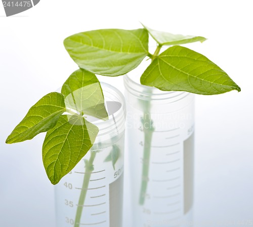 Image of GM plant seedlings in test tubes