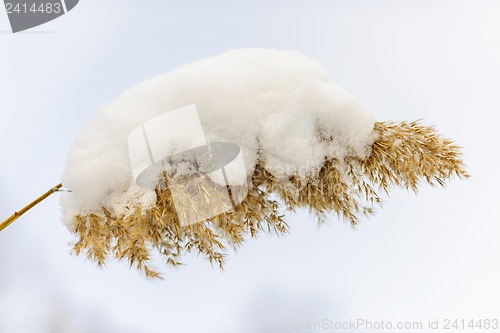 Image of Winter reed under snow