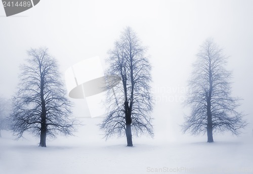 Image of Winter trees in fog