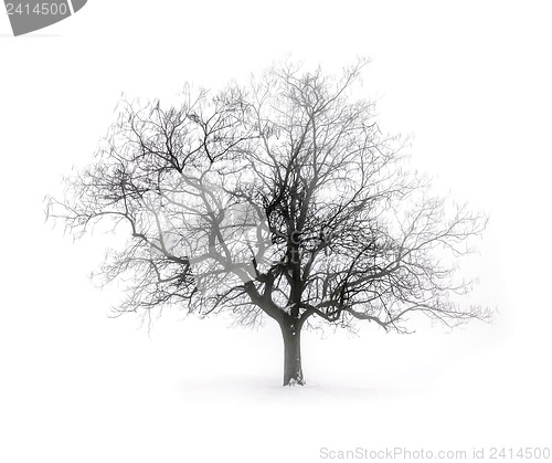 Image of Winter tree in fog