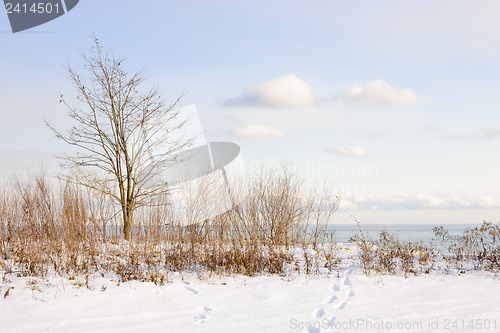 Image of Winter shore of lake Ontario