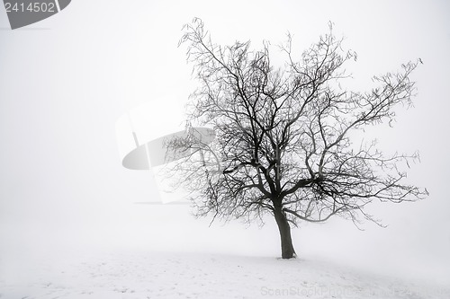 Image of Winter tree in fog