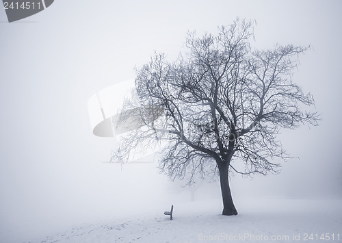 Image of Winter tree in fog