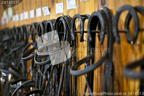 Image of Horse bridles hanging in stable