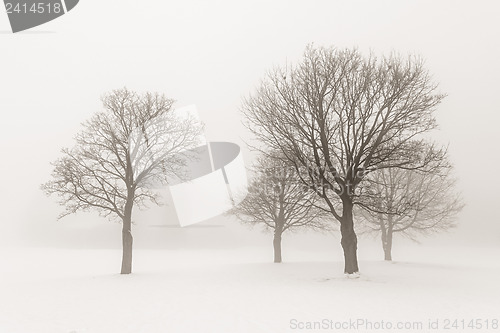 Image of Winter trees in fog