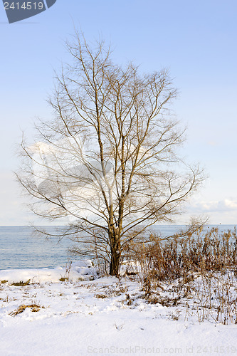 Image of Winter tree on shore