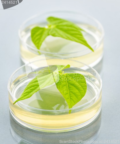 Image of GM plants in petri dishes