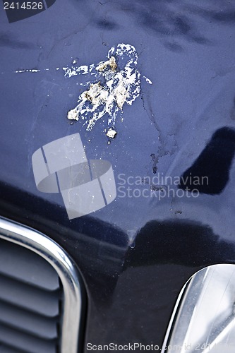 Image of Bird droppings on car hood