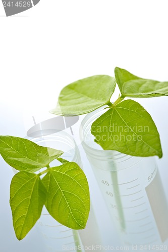 Image of GM plant seedlings in test tubes