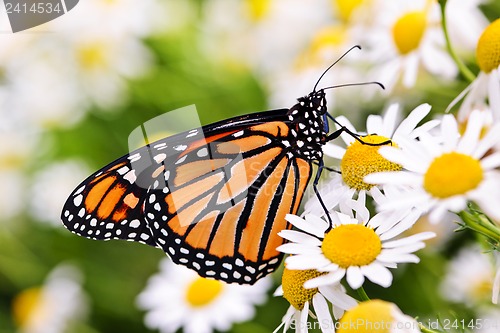 Image of Monarch butterfly on flower