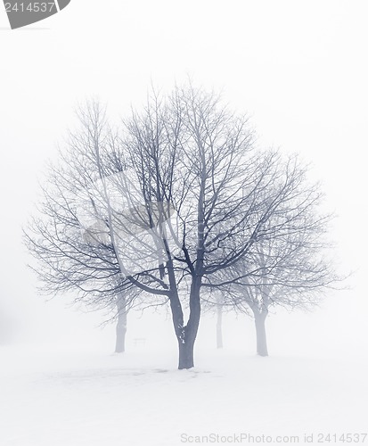 Image of Winter trees in fog