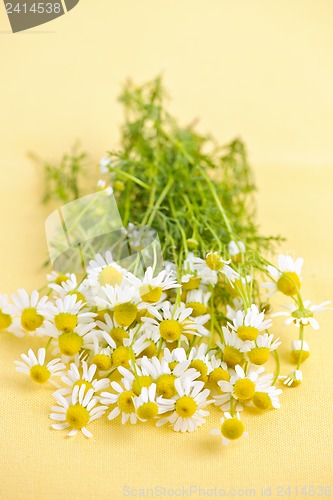 Image of Chamomile flowers