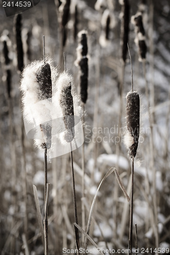 Image of Cattails in winter