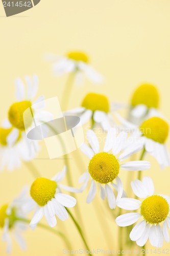 Image of Chamomile flowers close up