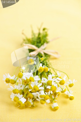 Image of Chamomile flowers