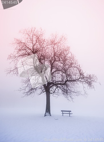 Image of Winter tree in fog at sunrise