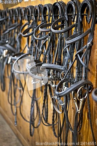 Image of Horse bridles hanging in stable