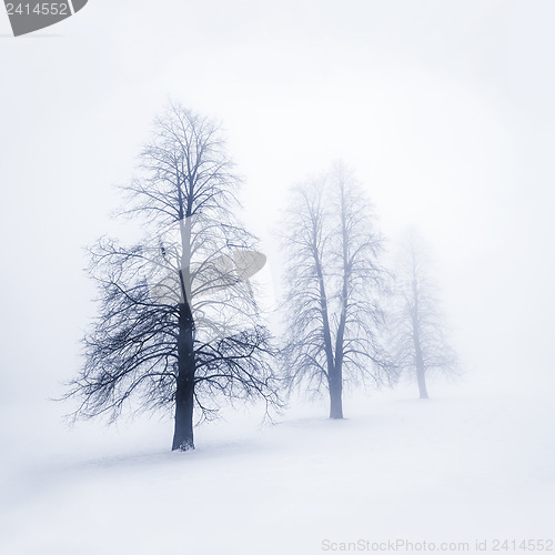 Image of Winter trees in fog