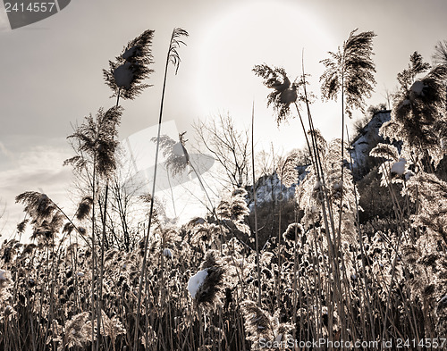 Image of Backlit winter reeds