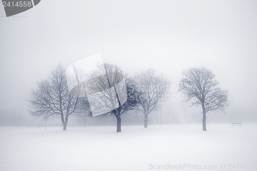 Image of Winter trees in fog