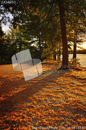 Image of Sunset in woods at lake shore