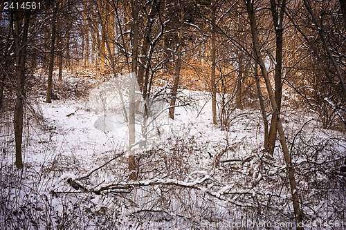 Image of Winter forest