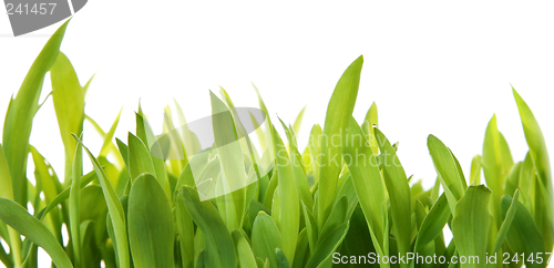 Image of Fresh Grass Shoots