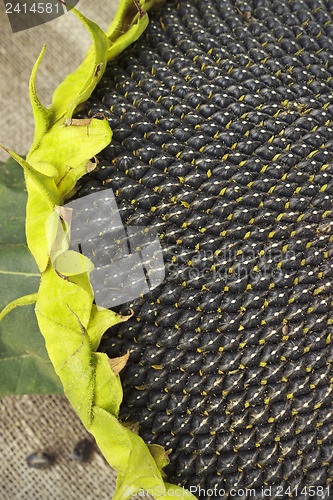 Image of Head with sunflower seeds