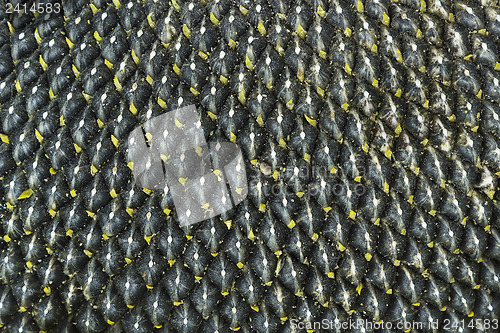 Image of Background out the  seeds of sunflower
