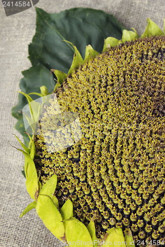Image of Head of the ripe sunflower