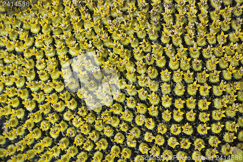 Image of The surface large flower of sunflower
